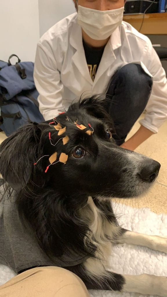 Image of a black dog with taped electrodes (EEG) on his head