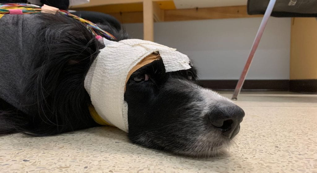 Image of black dog with white bandaged head resting on the floor.