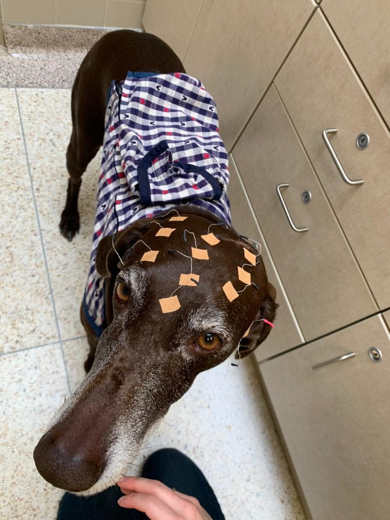 Image of Haidee, a brown shorthair pointer with electrodes on her head.