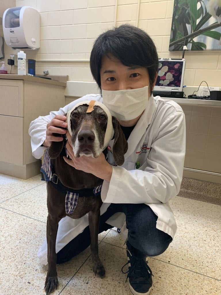 Image of Dr Masa Ukai with a brown dog wearing EEG equipment