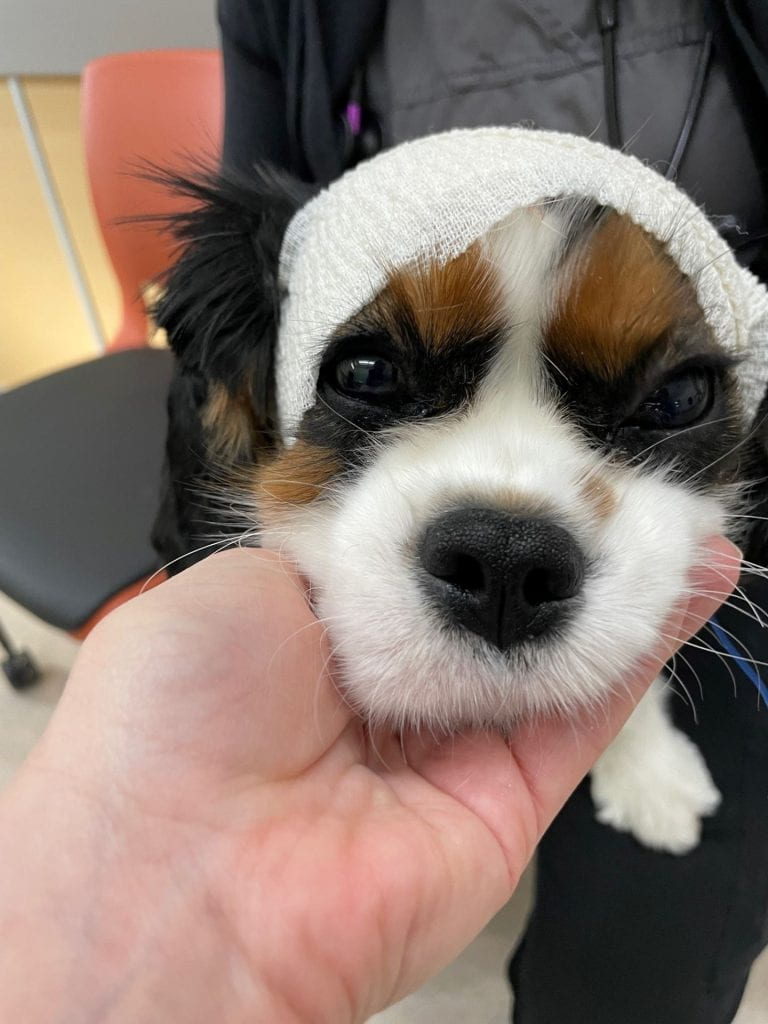Image of a brown, black and white dog with EEG equipement