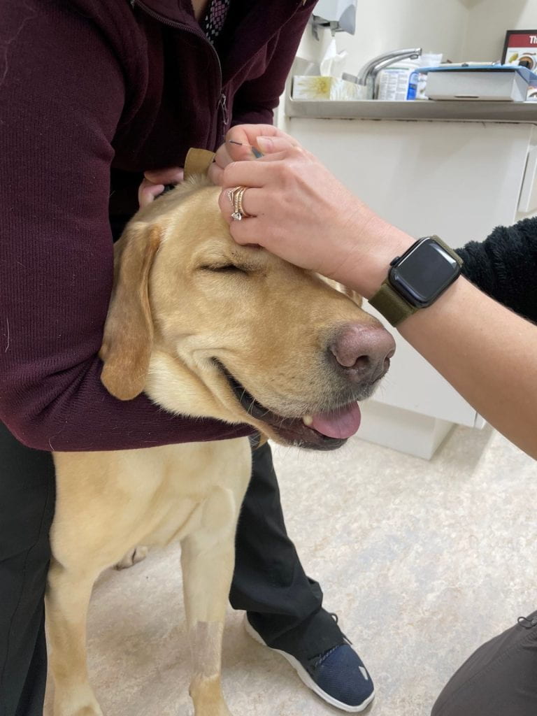 Image of a yellow dog having electrodes placed for EEG